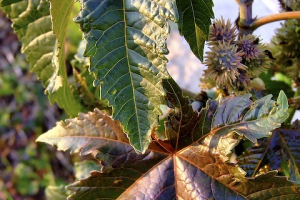 Plastikowe czy zywe?