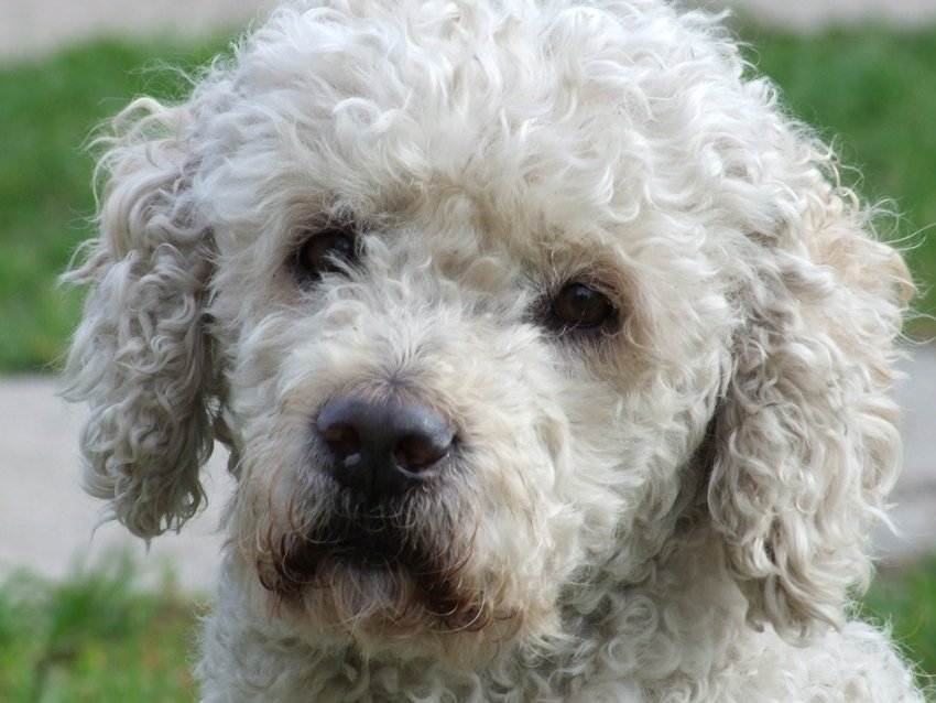 ...pieskie życie...