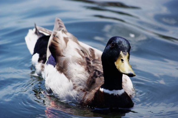 a może frytki do tego ?