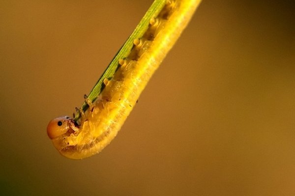 ...żelek z lufffką...