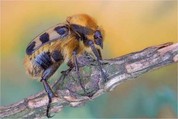 Orszoł prążkowany