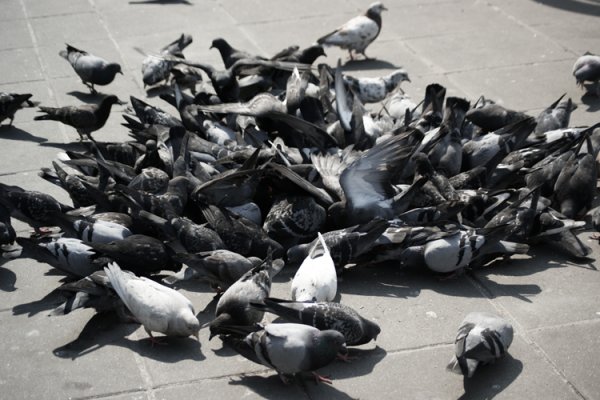 to akurat moje ziarno.