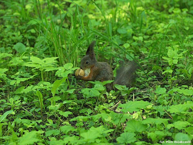wiewiórka