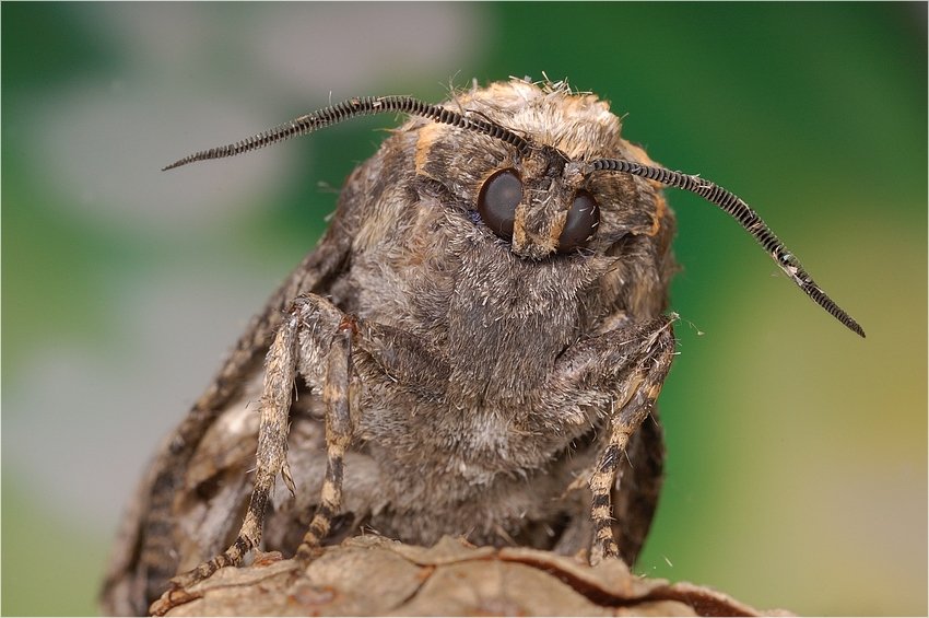 Młoda-prawie jak sowa:)