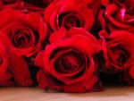 red roses