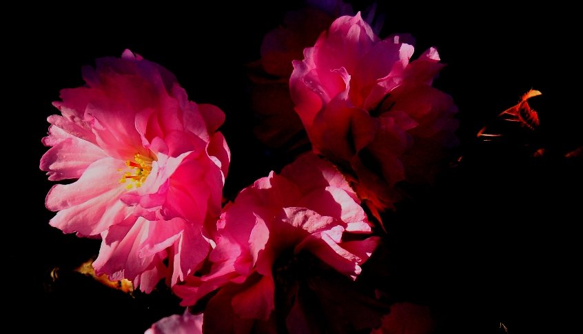 Kwiatki drzewka owocowego