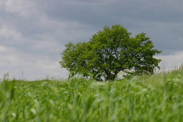 drzewo na zielonej pustyni