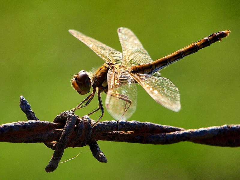 Ważka na kolczastym drucie