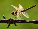 Ważka na kolczastym drucie