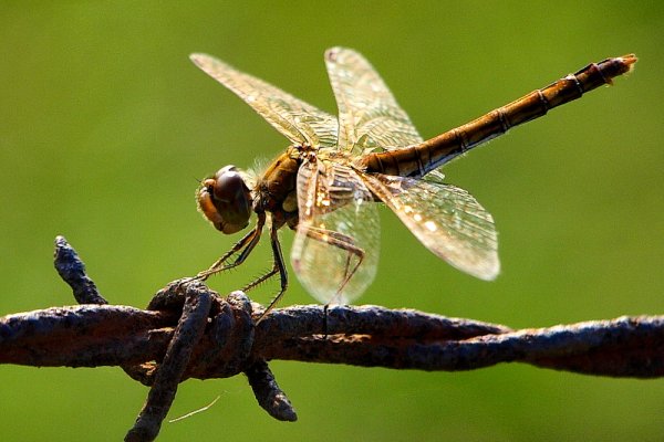 Ważka na kolczastym drucie