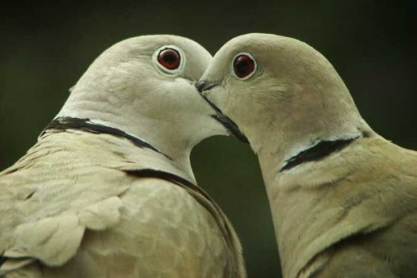 Kto widział Dzióbdzióba?