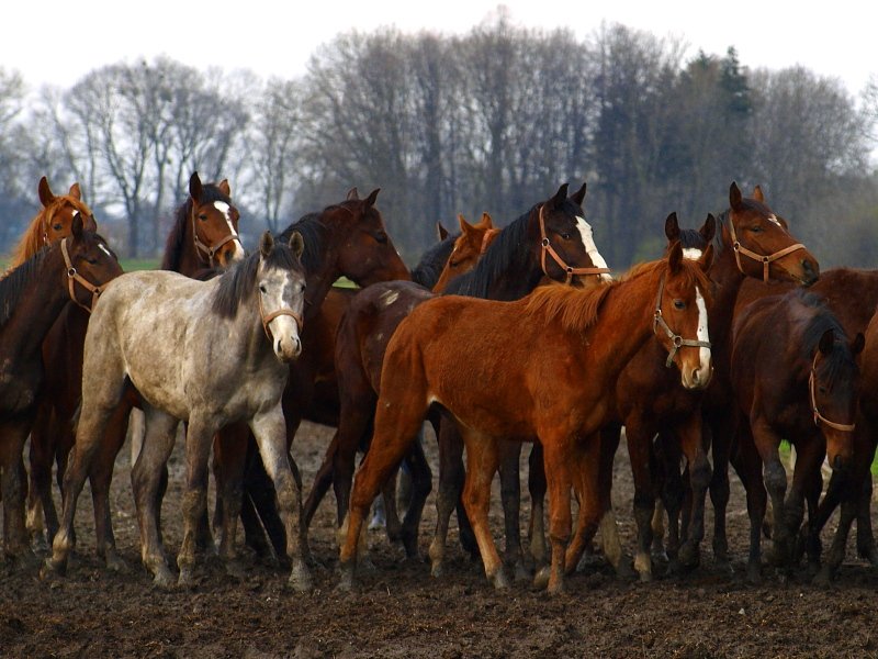 Polacy kochają konie...