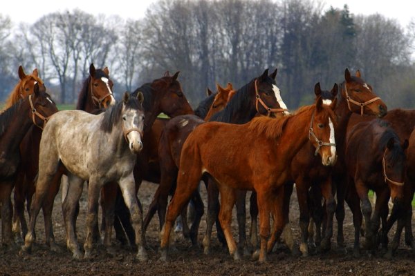 Polacy kochają konie...