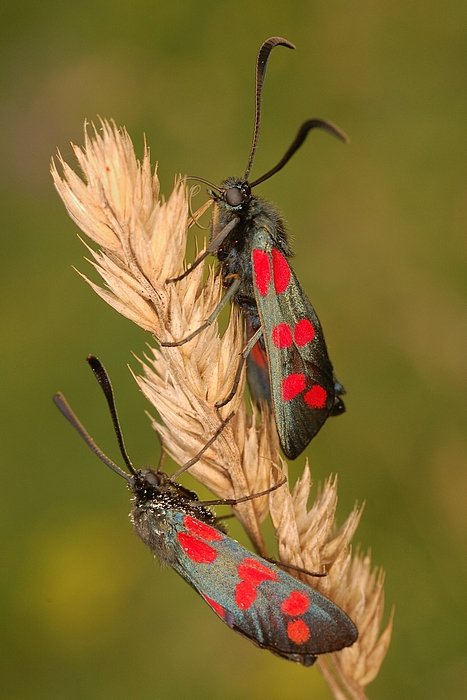 Kraśnik sześcioplamek