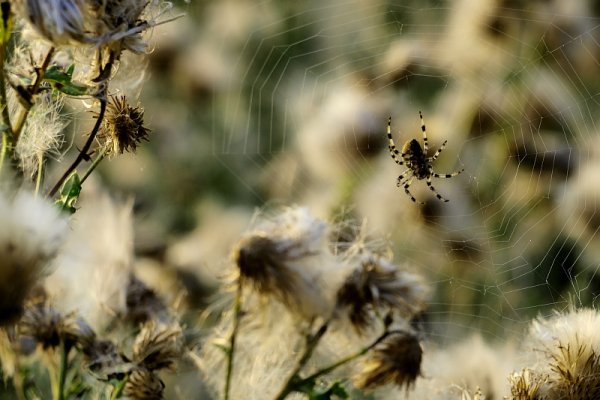 Samotność w sieci...