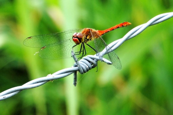 kolejna wazka w mojej galerii