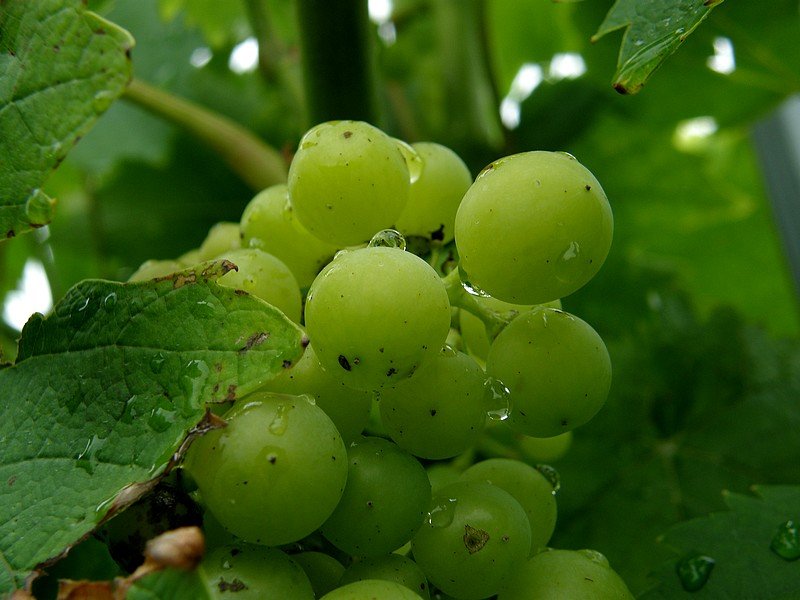 Grapes