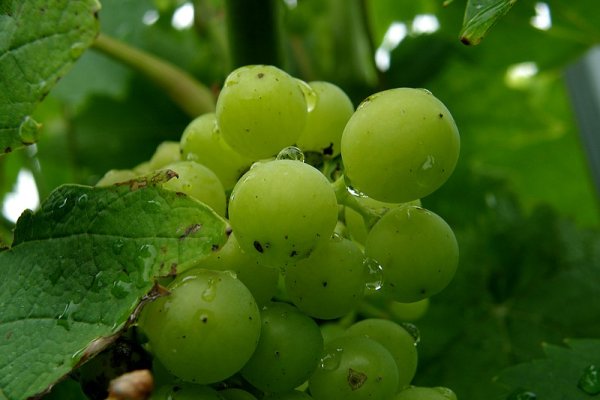 Grapes