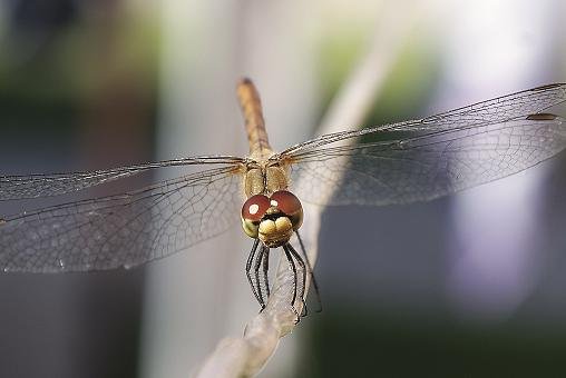 Ważka jaka jest każdy wie :)