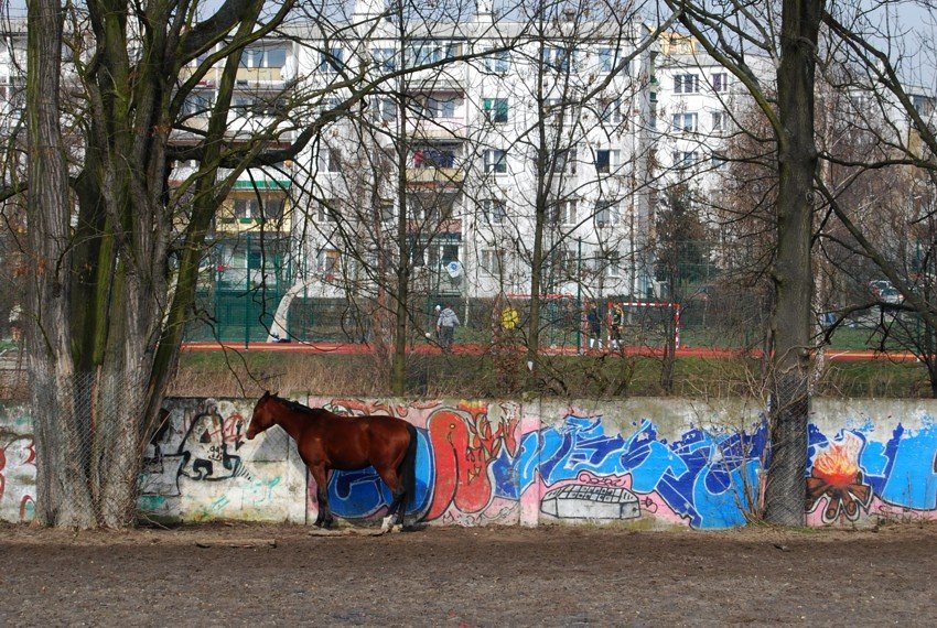 Końskie graffiti