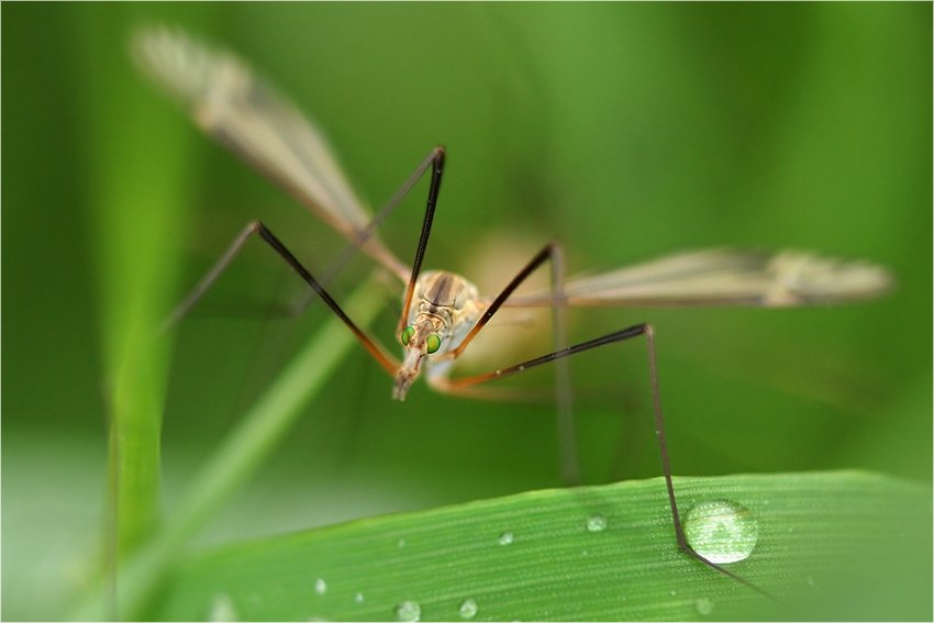 Żyw Komar-tak inaczej