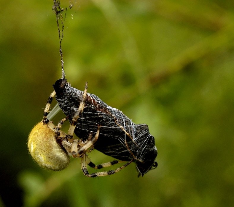 ...Black Celebration...