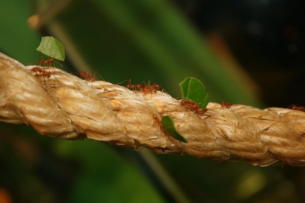 pracowity jak mrowka