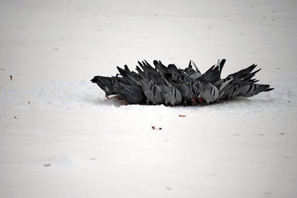 Śniadanie u Tiffaniego