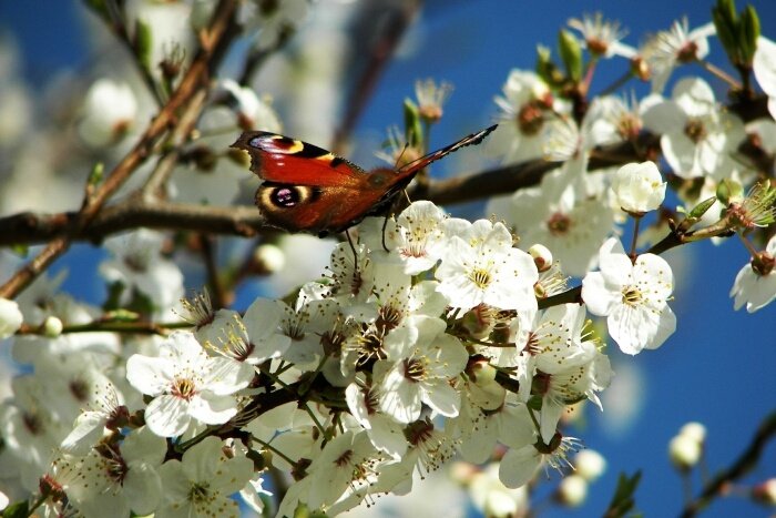 Przypomnienie wiosny