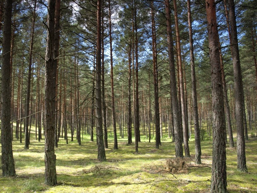 Tyle słońca w całym lesie