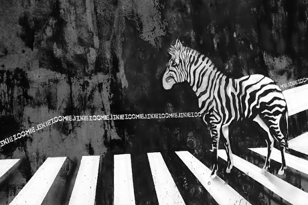 na zebry...