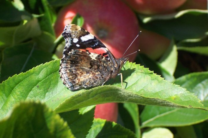 gdzieś tam w sadzie...