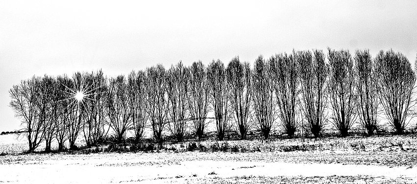 Winter Black & White
