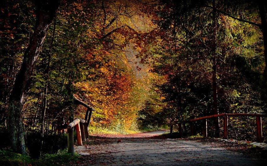 Nieokiełznany Milowy Las