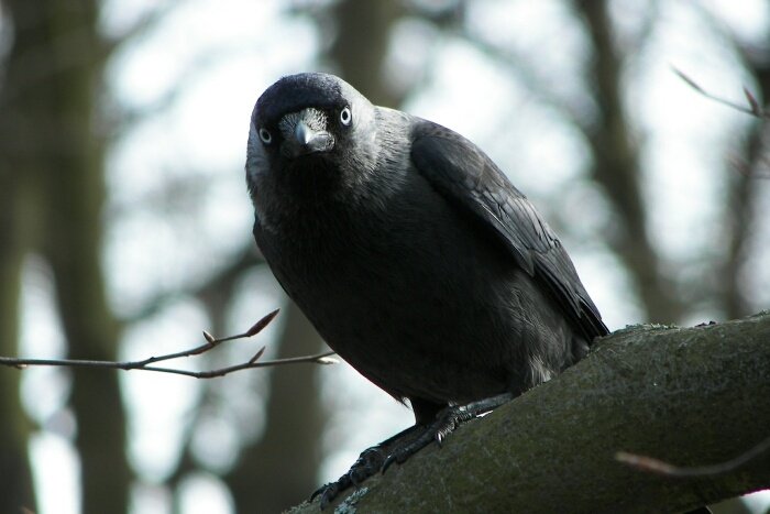 "Rozdzióbią nas kruki i wrony"