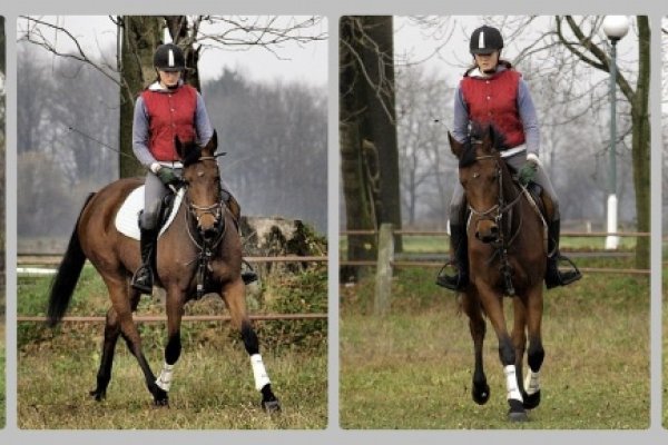 trudna sztuka ujeżdżania