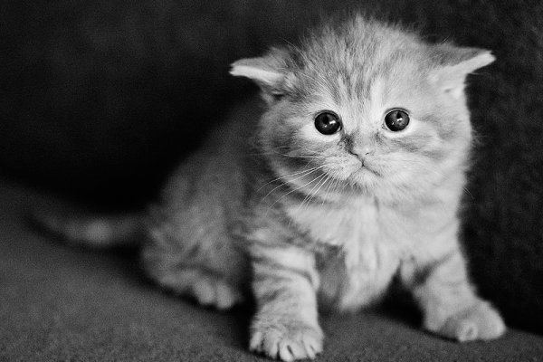 Wszyscy mają kota, mam i ja :)