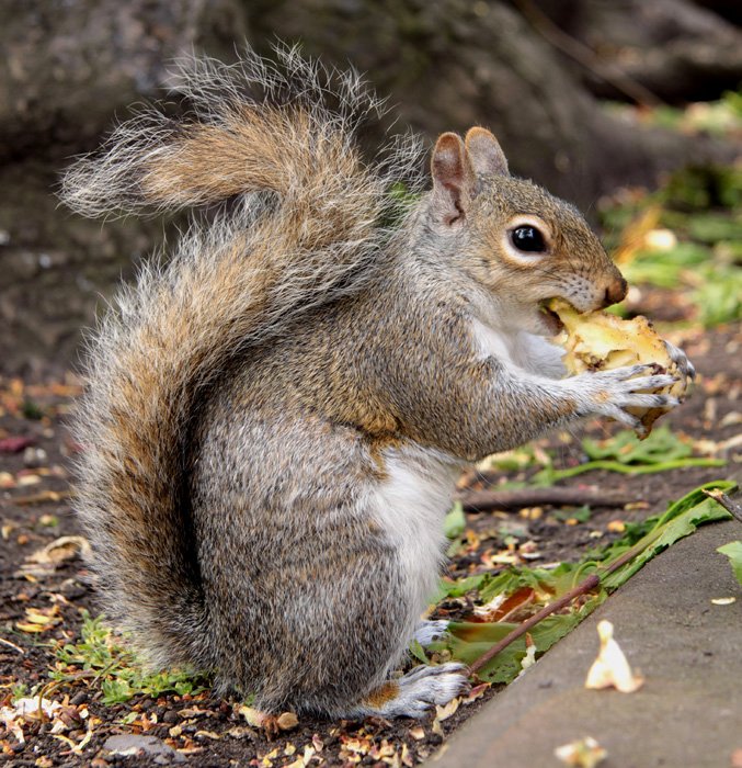 Wiewiórczy podwieczorek