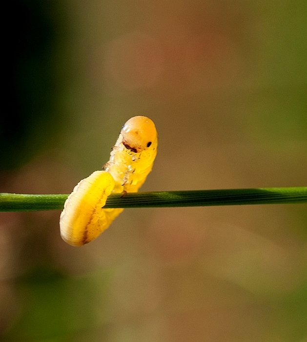 ...wygibasy na drążku...