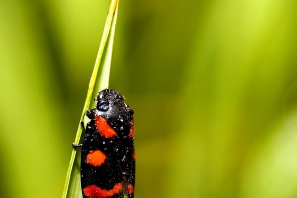 ...kroplą dociążony...