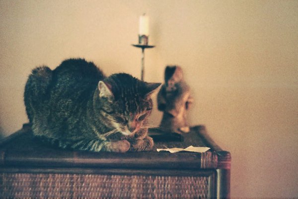 Natura ledwie żywa...