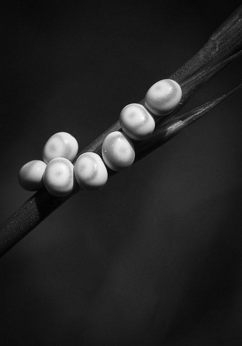 ...to są jakieś jaja...