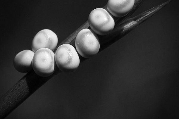 ...to są jakieś jaja...