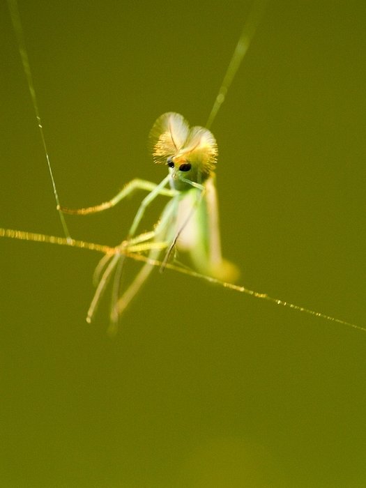 ...alien na huśtawce...