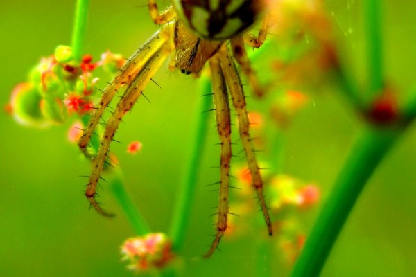 araneus