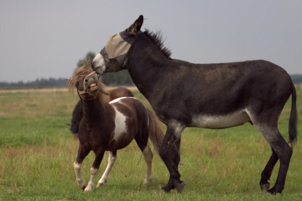 Prowadził ślepy szczerbatego