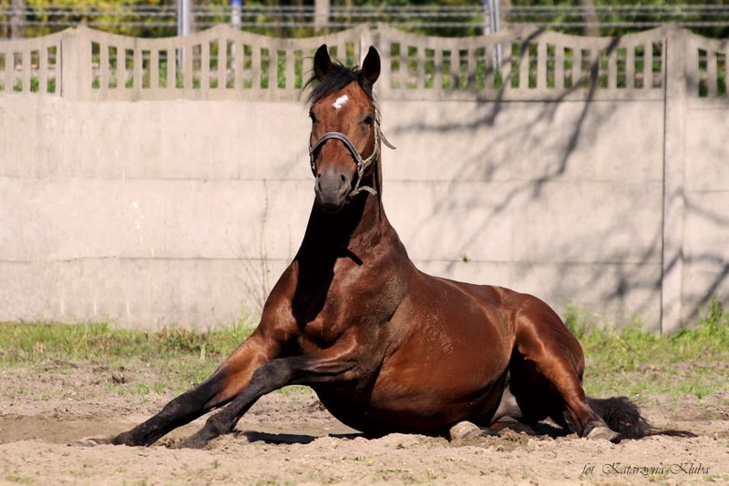 Koń jaki jest...
