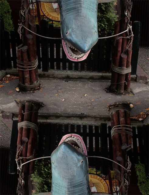 sharks and danger ice