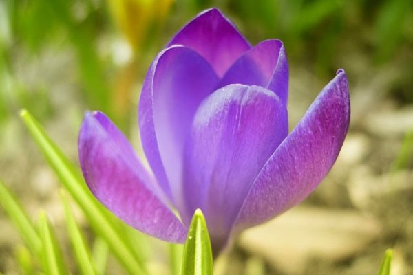 Kwiat wczesną wiosną