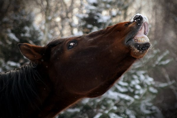 Koń by się uśmiał